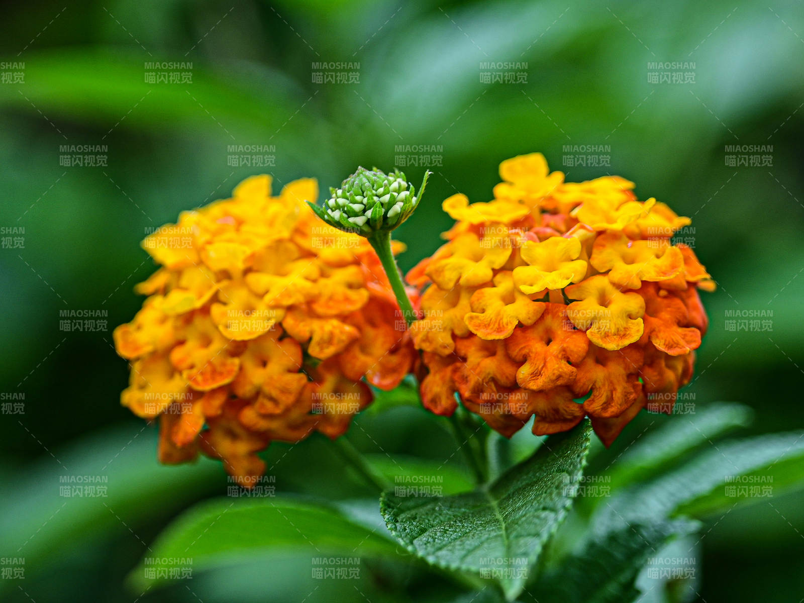 橙色的马缨丹花朵盛开图片