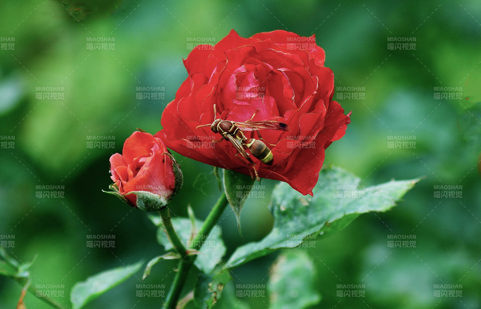 盛开的红色玫瑰花与蜜蜂的相遇图片
