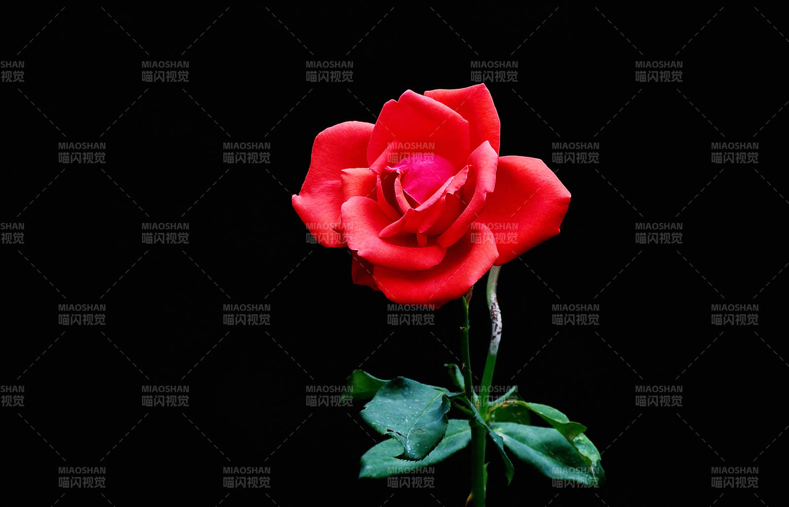 红玫瑰绽放图片