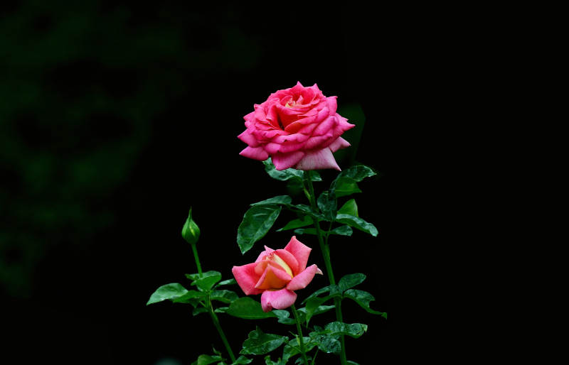 粉玫瑰绽放夜色中图片