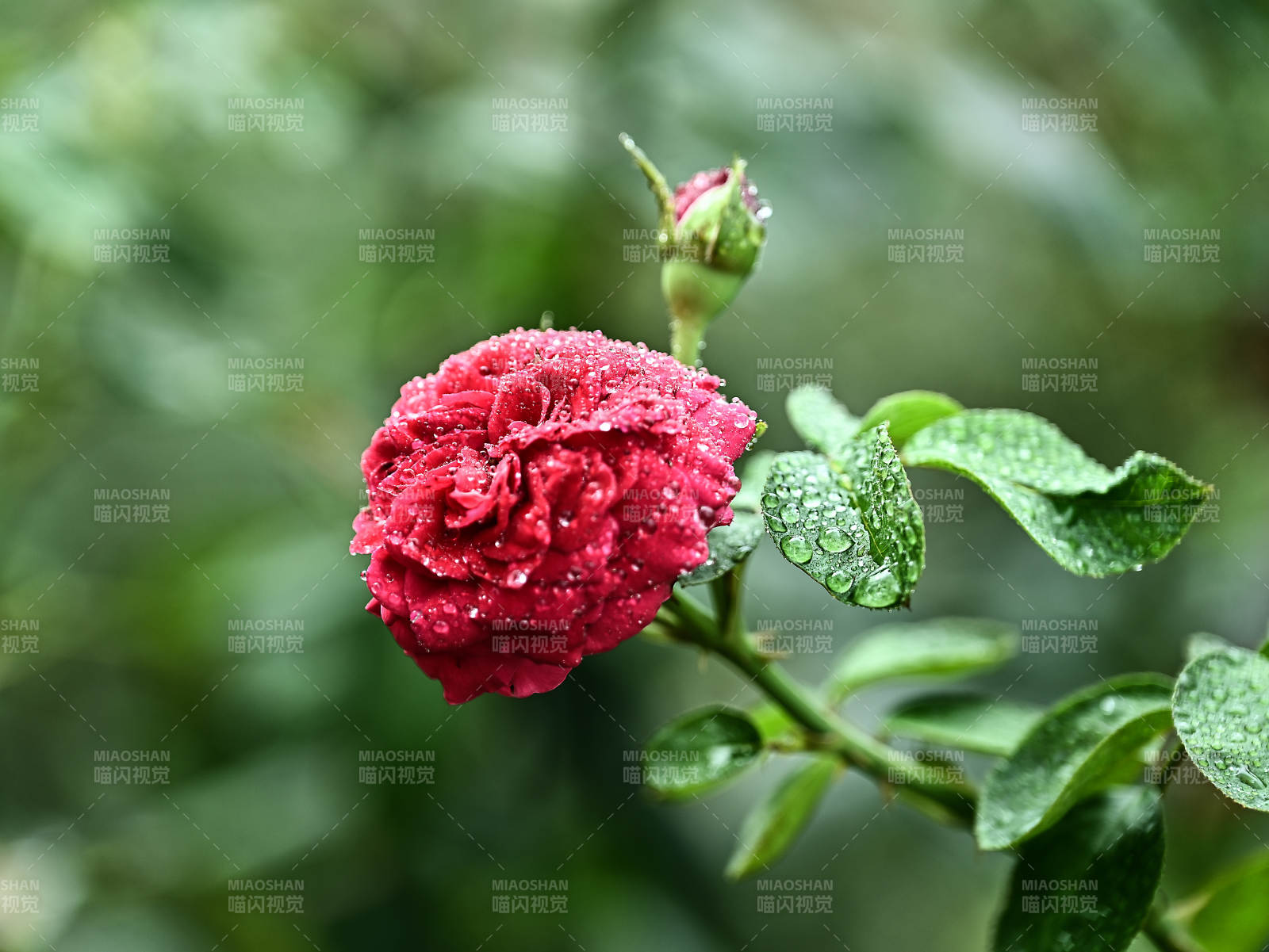 带水珠的红色玫瑰花特写图片