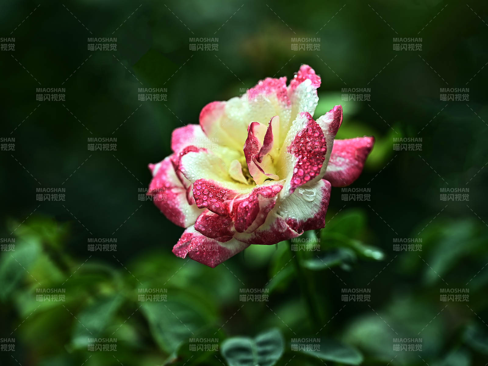 带露珠的粉白双色月季花特写图片