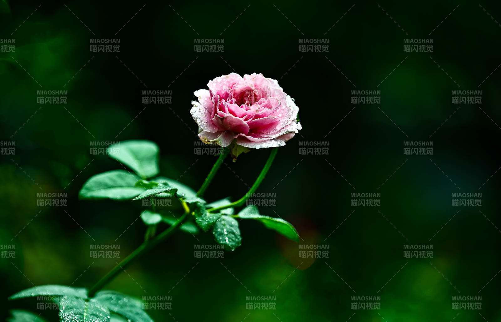 带露珠的粉色玫瑰花特写图片