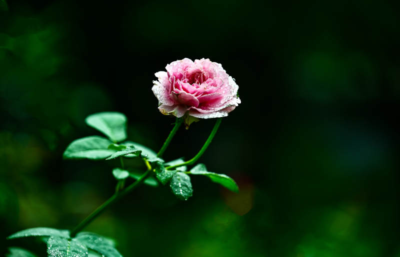 带露珠的粉色玫瑰花特写图片