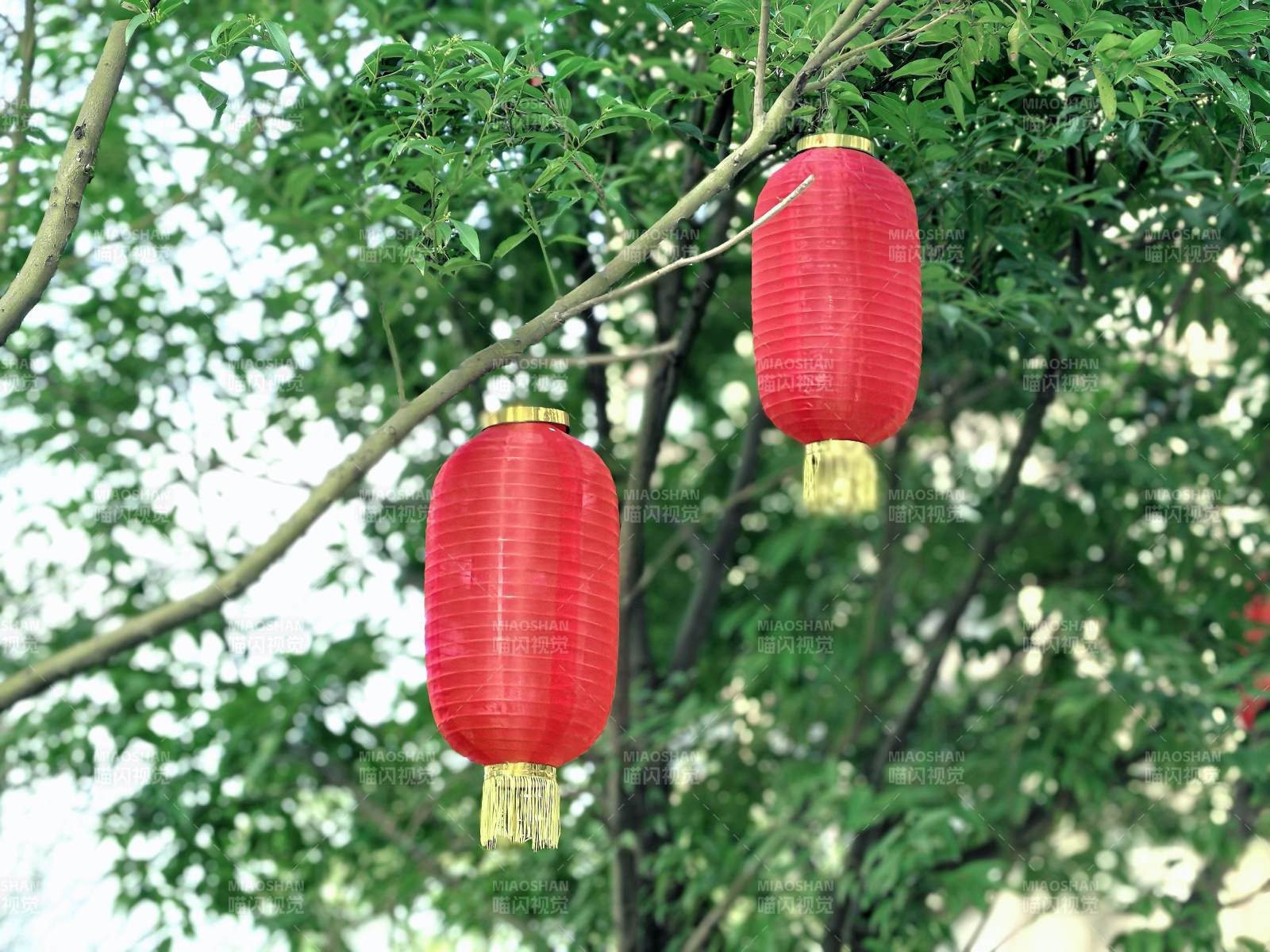 红灯笼挂枝头图片