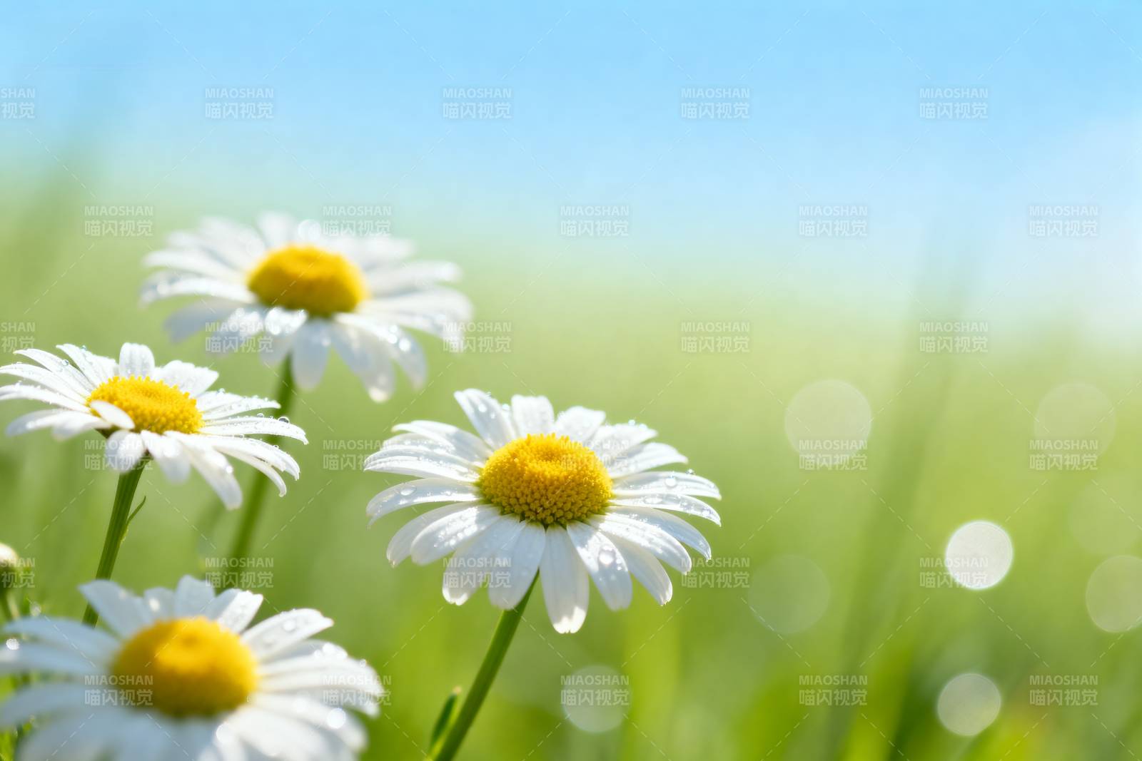 雏菊在阳光下绽放图片