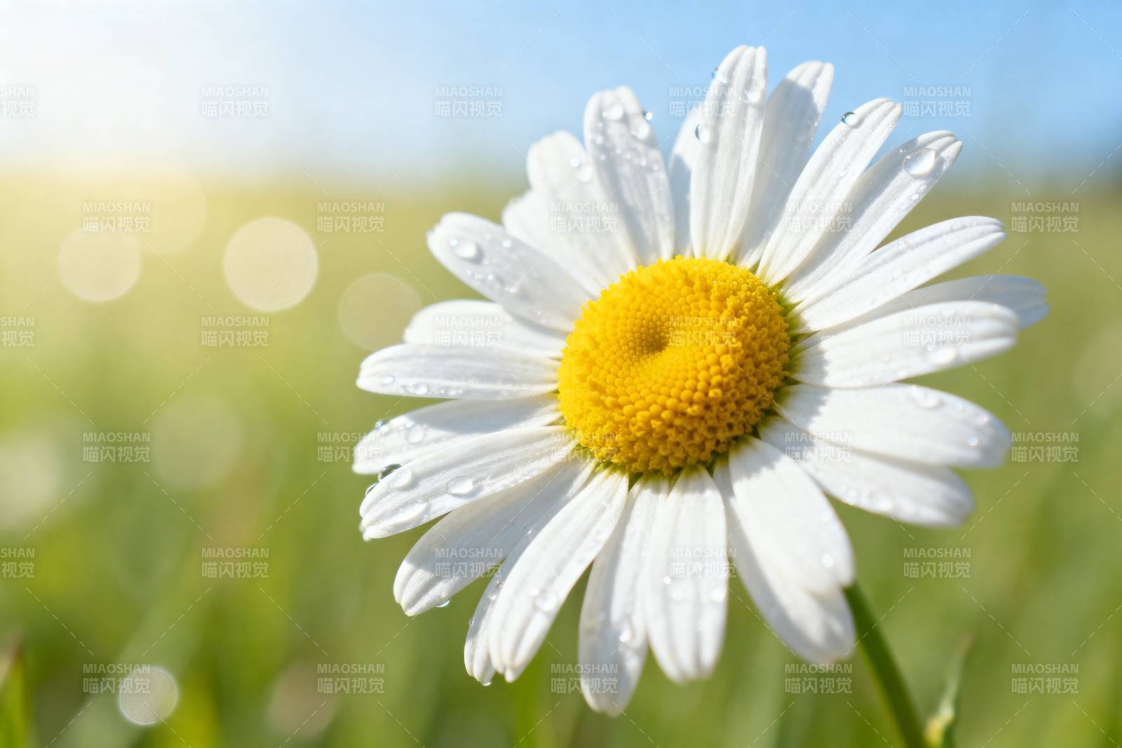 雏菊绽放于晨露中图片