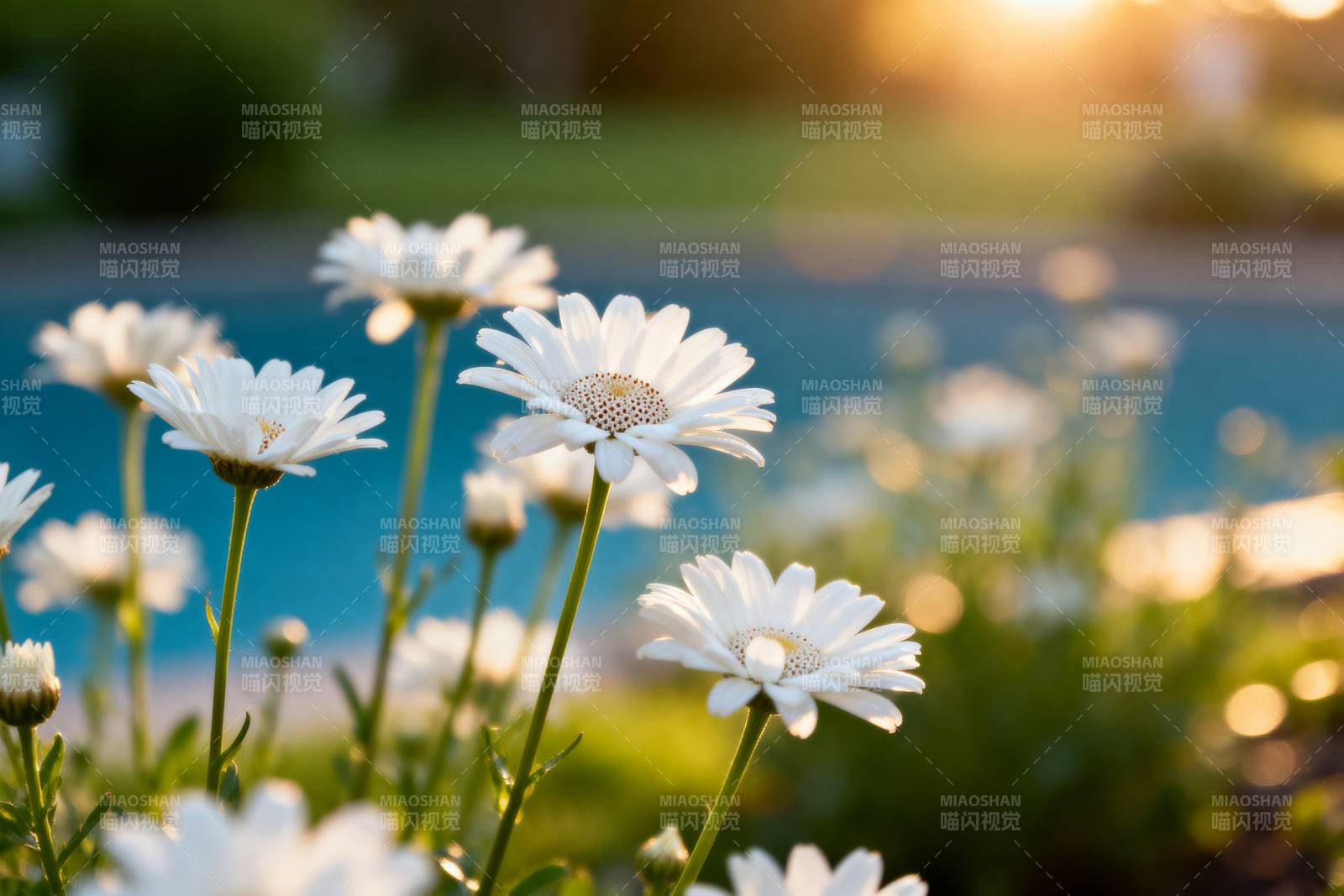 池畔雏菊绽放图片