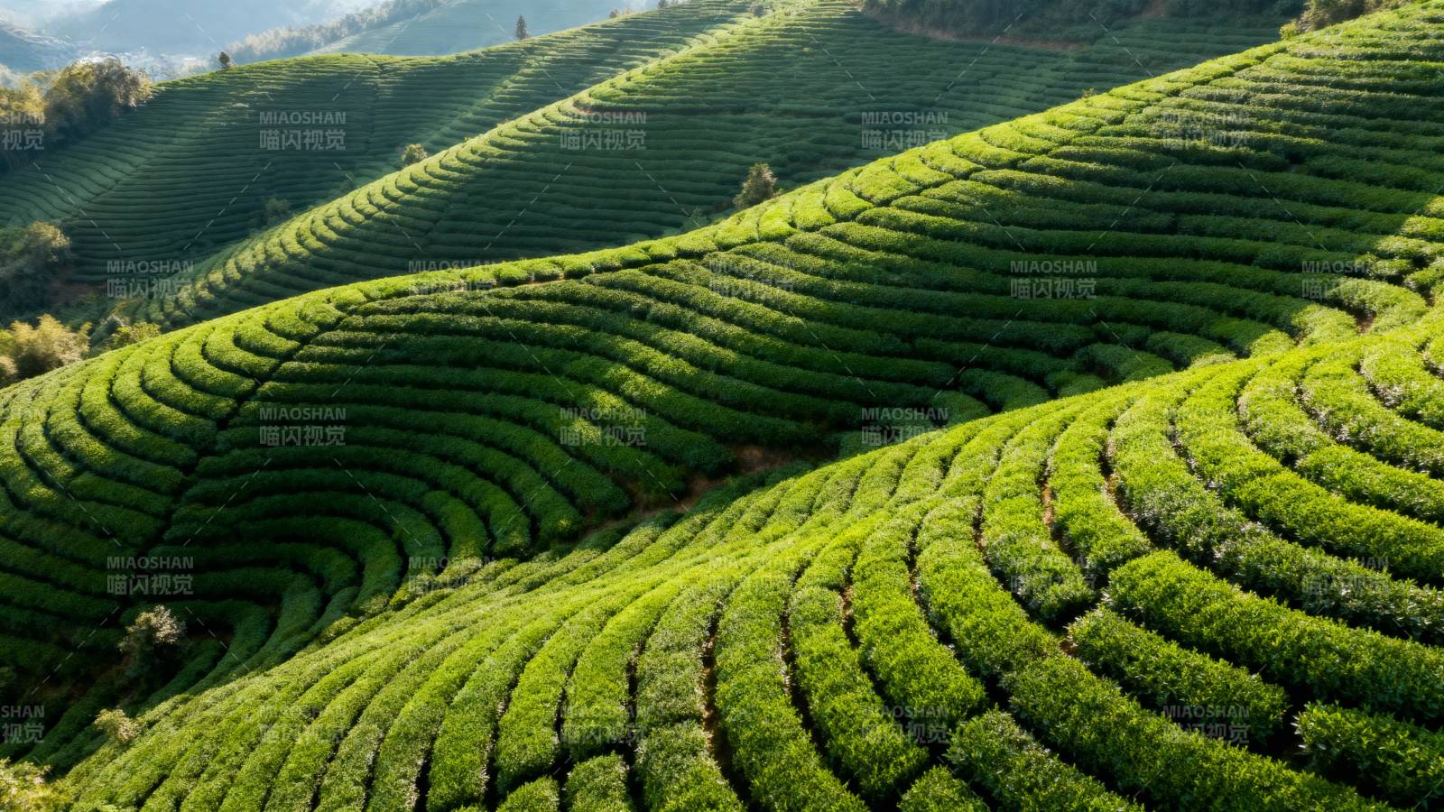 茶山梯田绿意浓图片