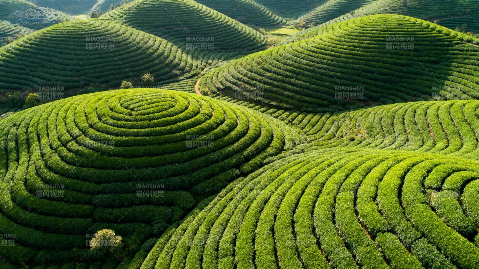 茶园梯田美景图片