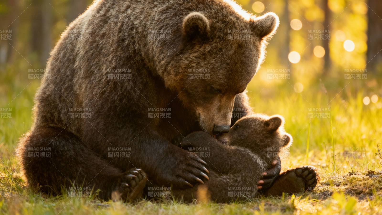 母熊与幼崽温馨相拥图片
