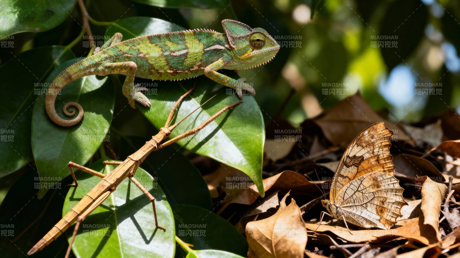 变色龙与昆虫共栖图片