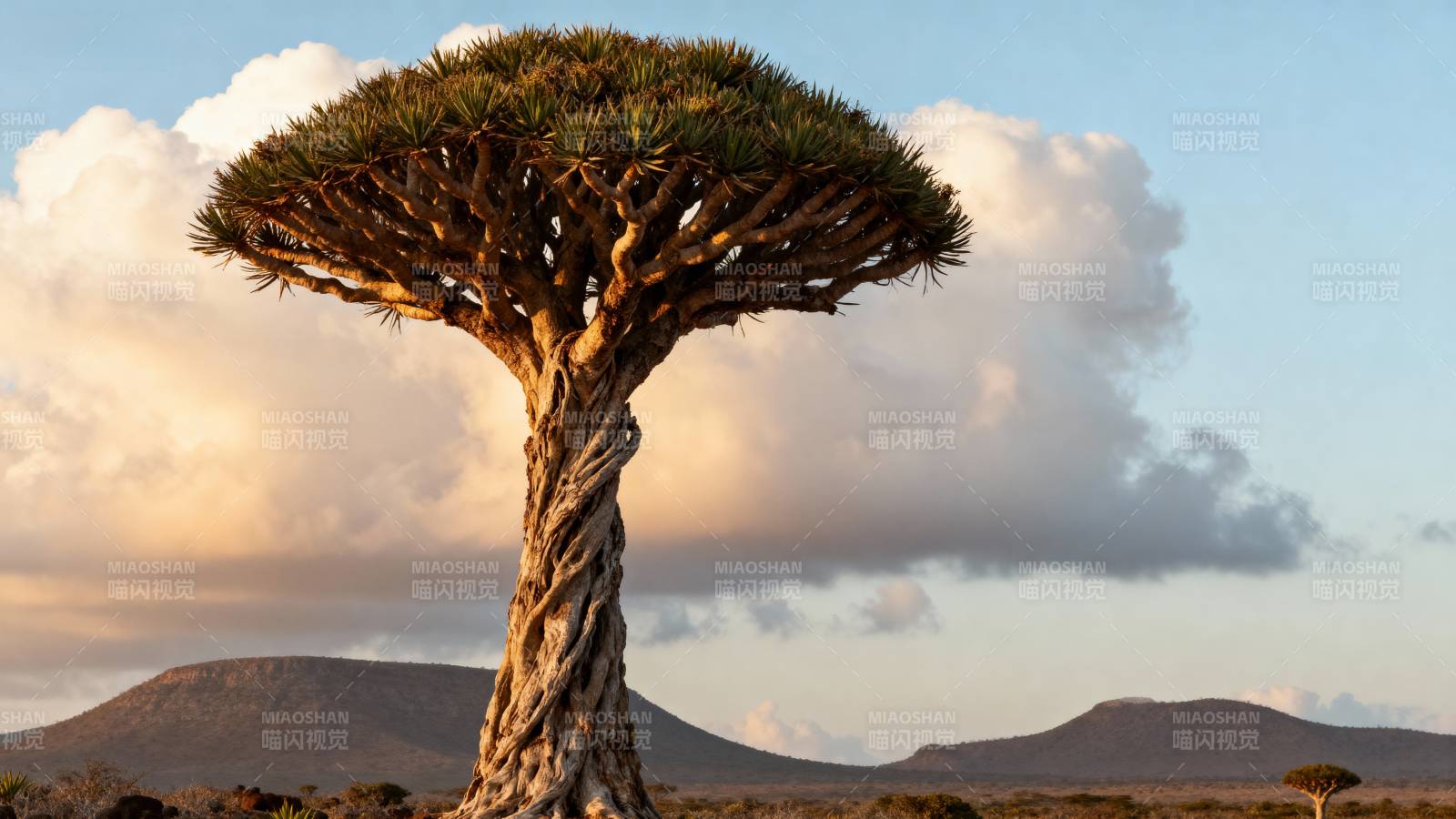 沙漠奇树剪影图片