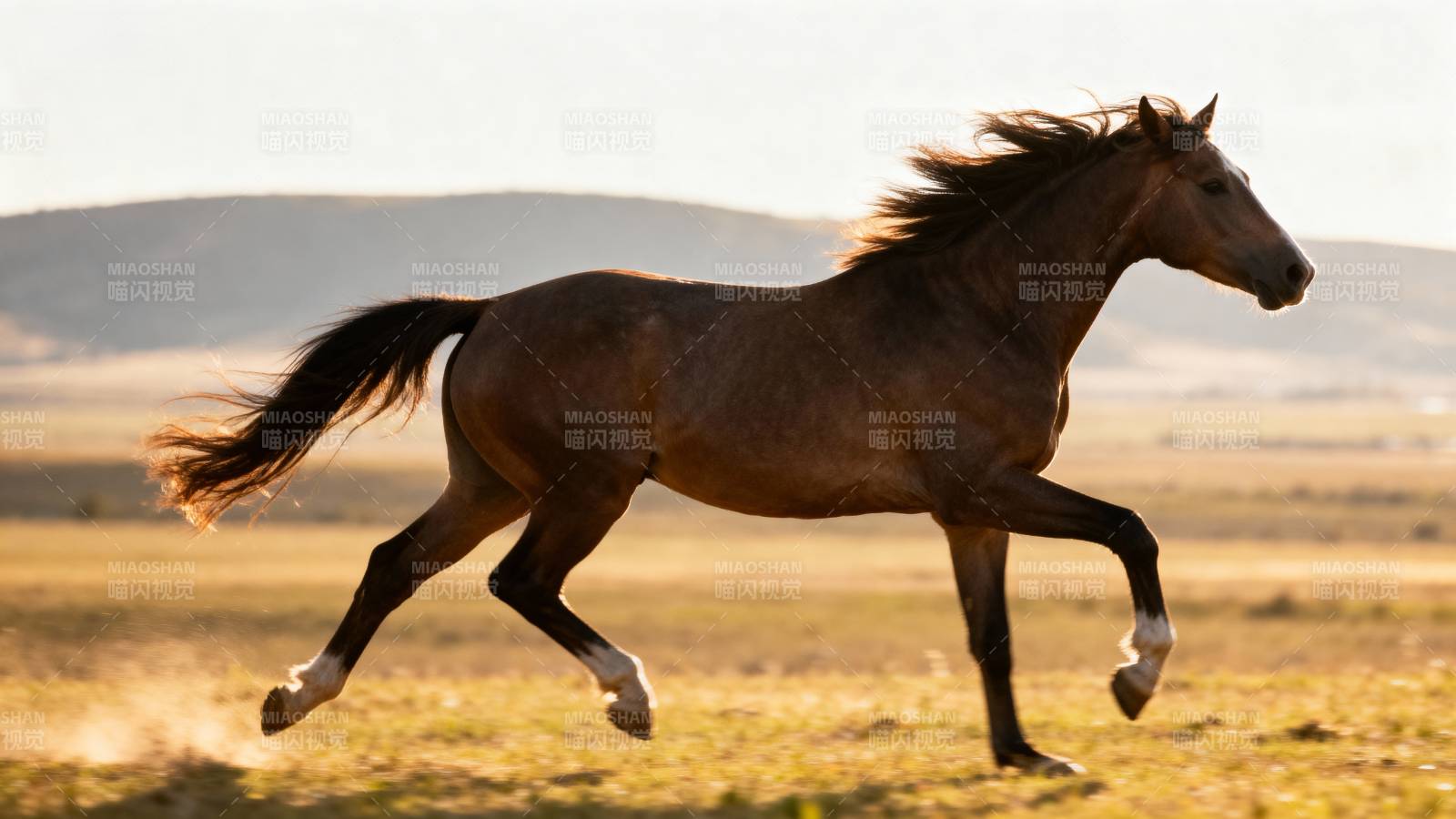 骏马奔腾草原图片
