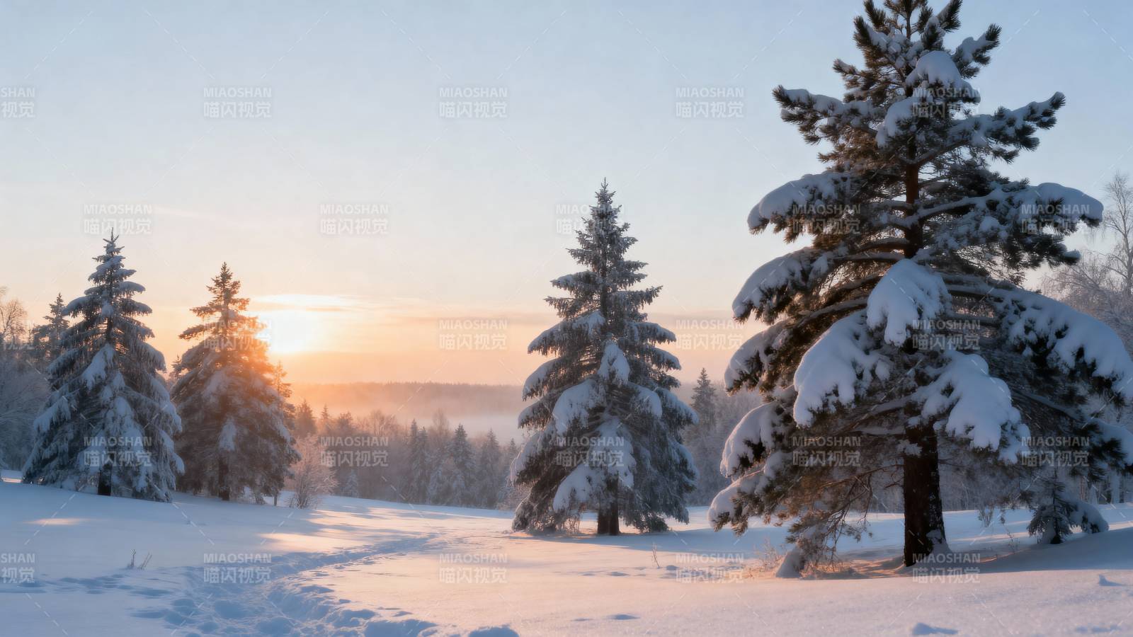 雪松映夕阳图片