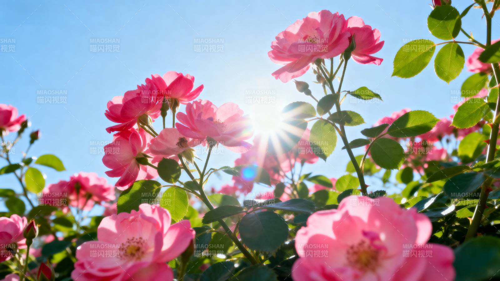 阳光下的粉红玫瑰图片