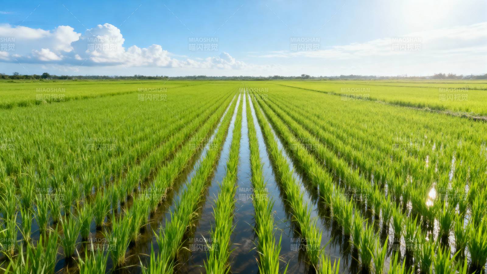 绿野稻田水光潋滟图片