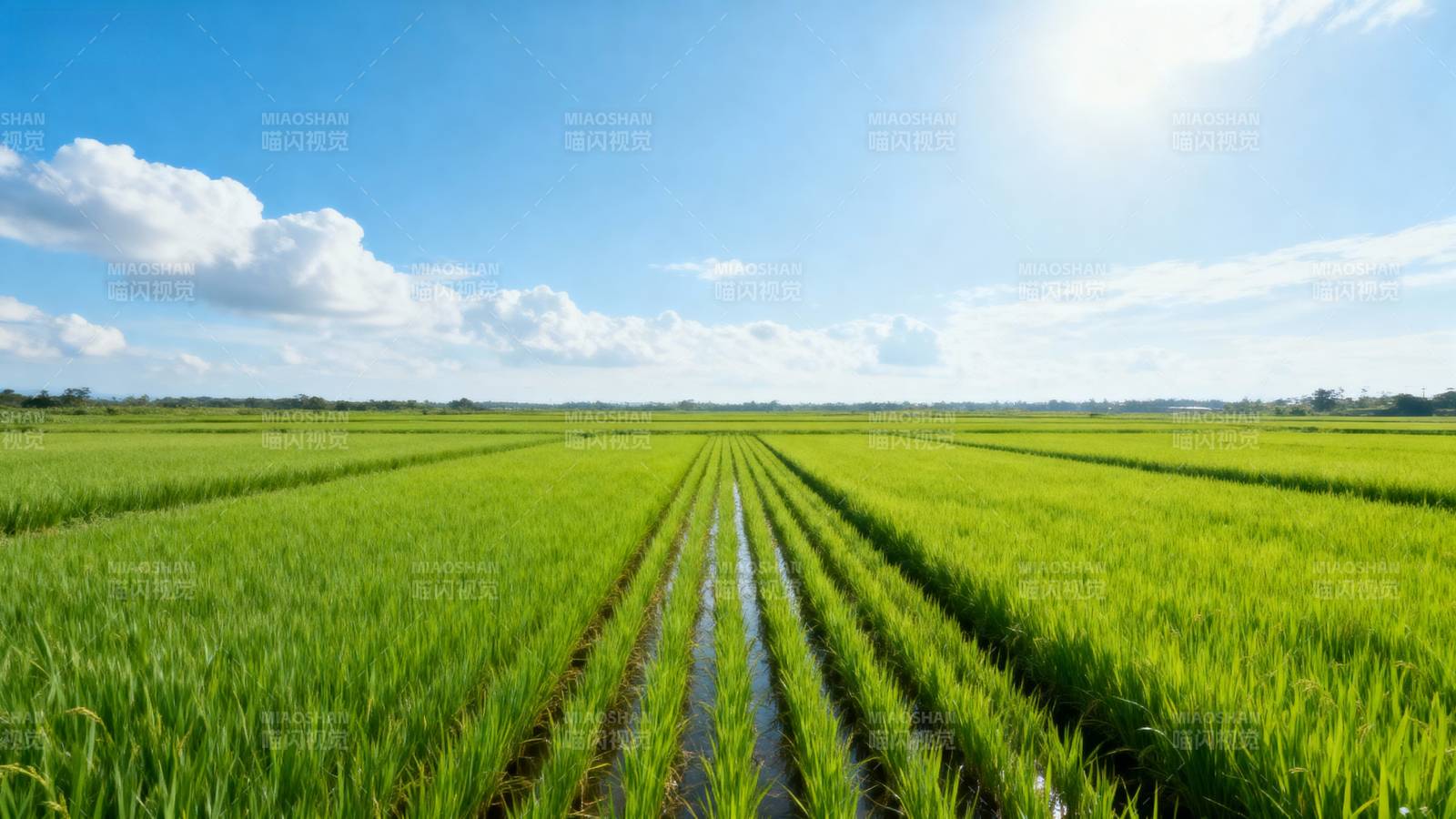 绿野稻田风光图片