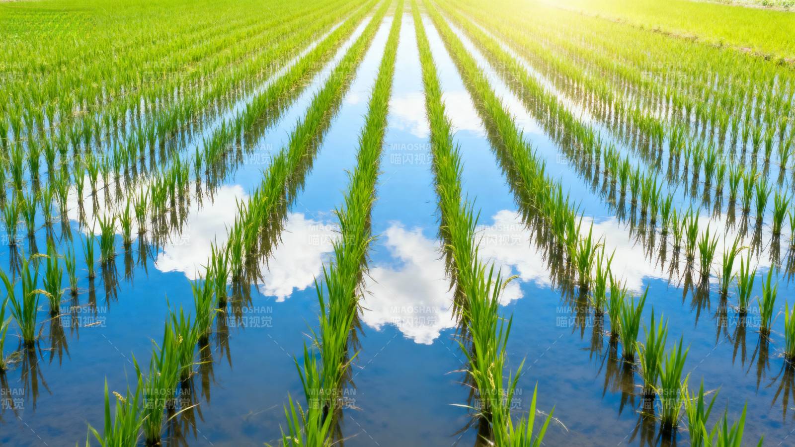 稻田倒影蓝天白云图片