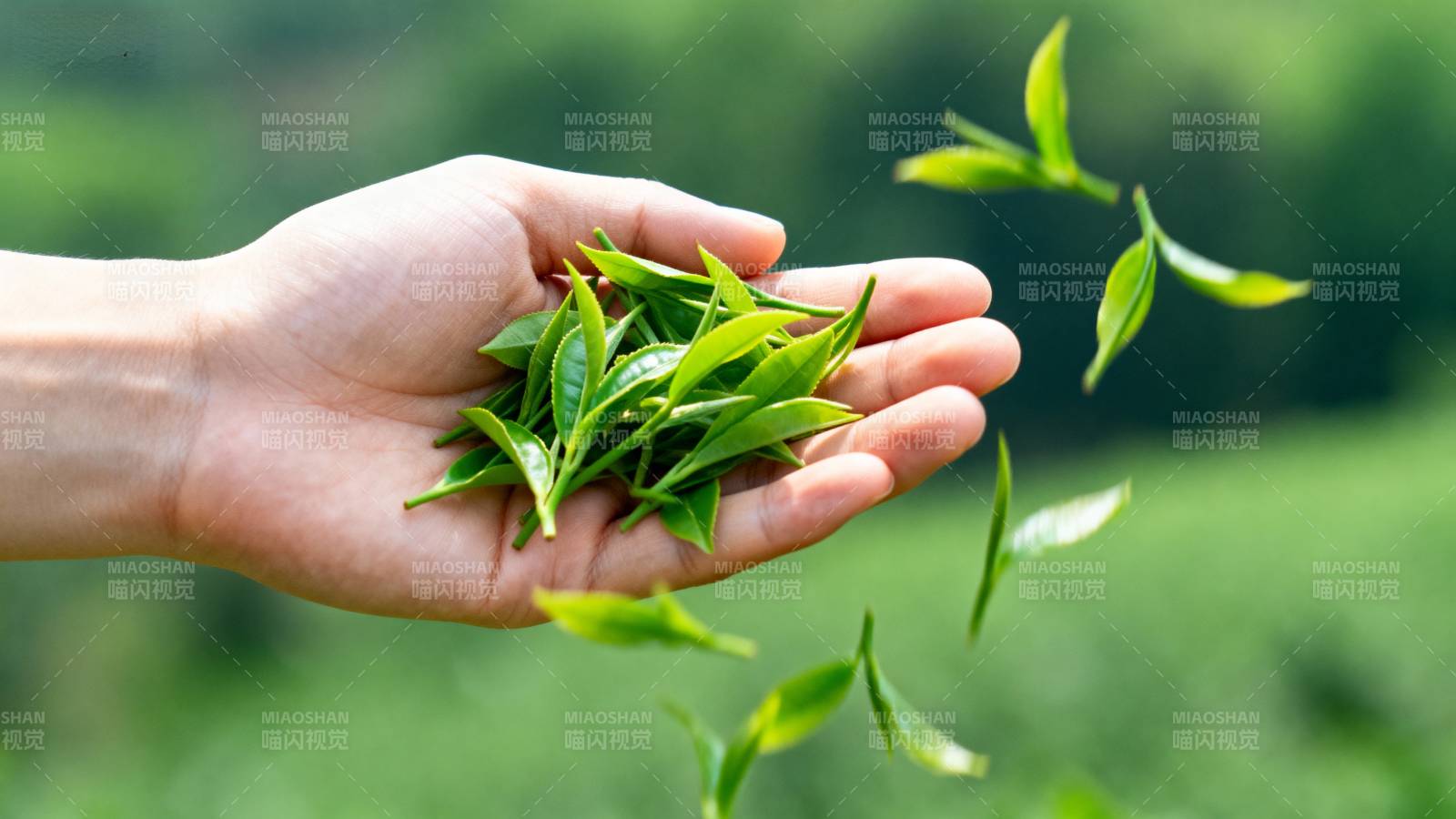 手中绿叶飘香图片