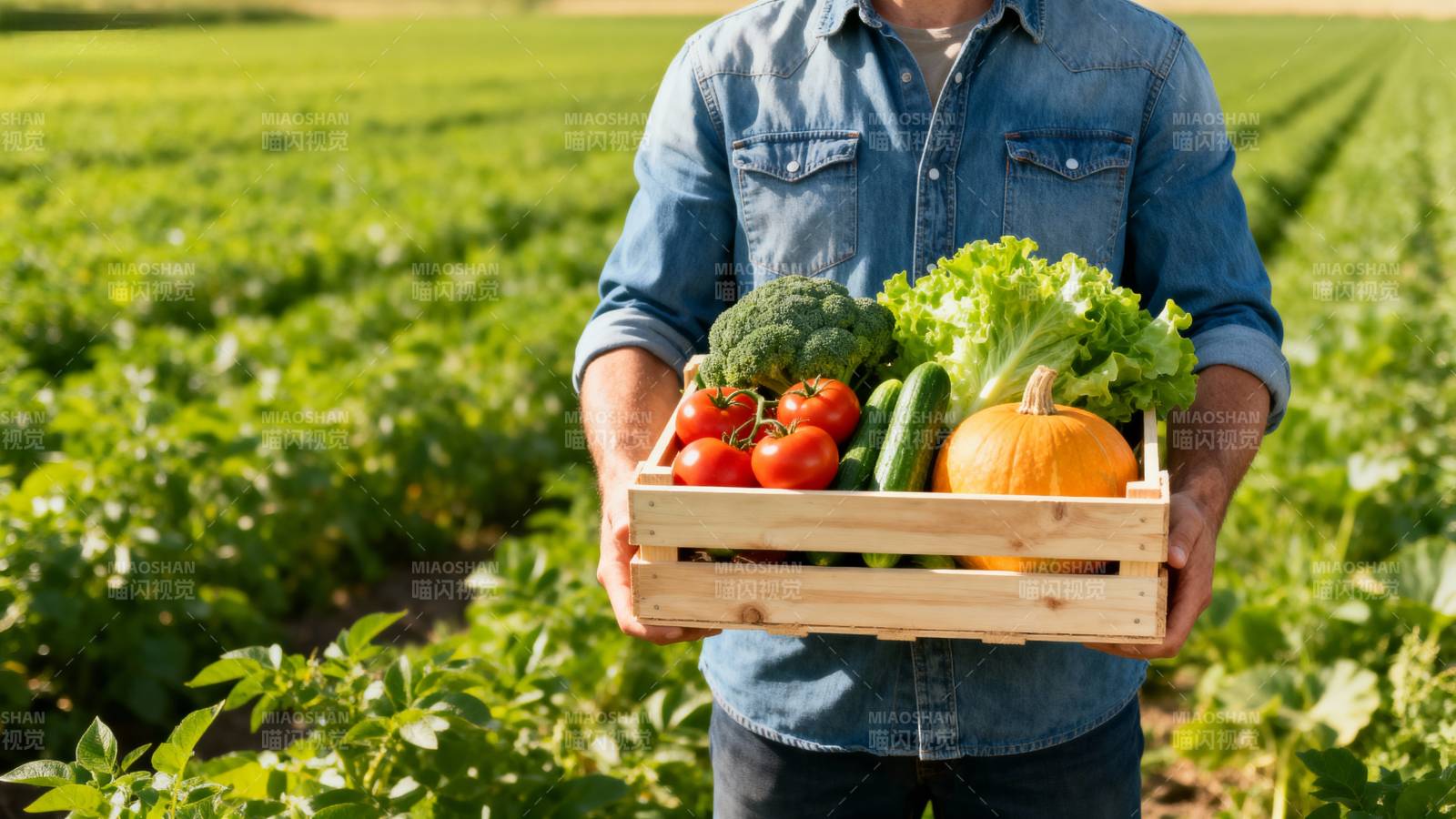 丰收的蔬菜篮图片