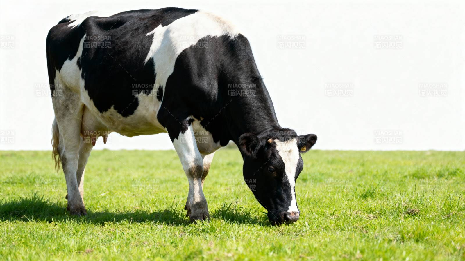 奶牛在草地上吃草图片