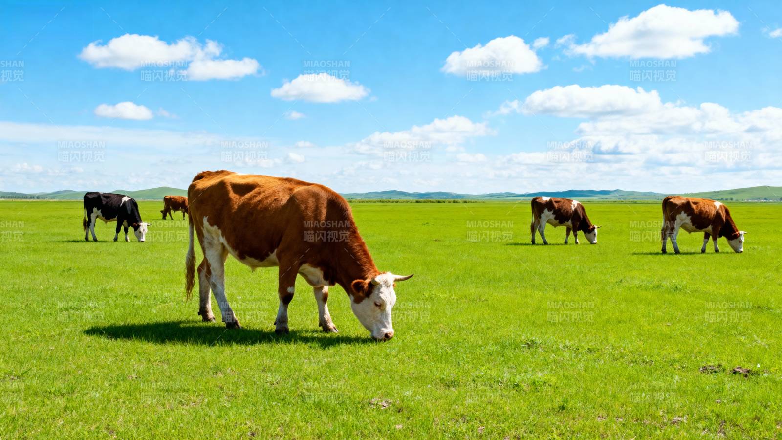 绿野牧牛图图片