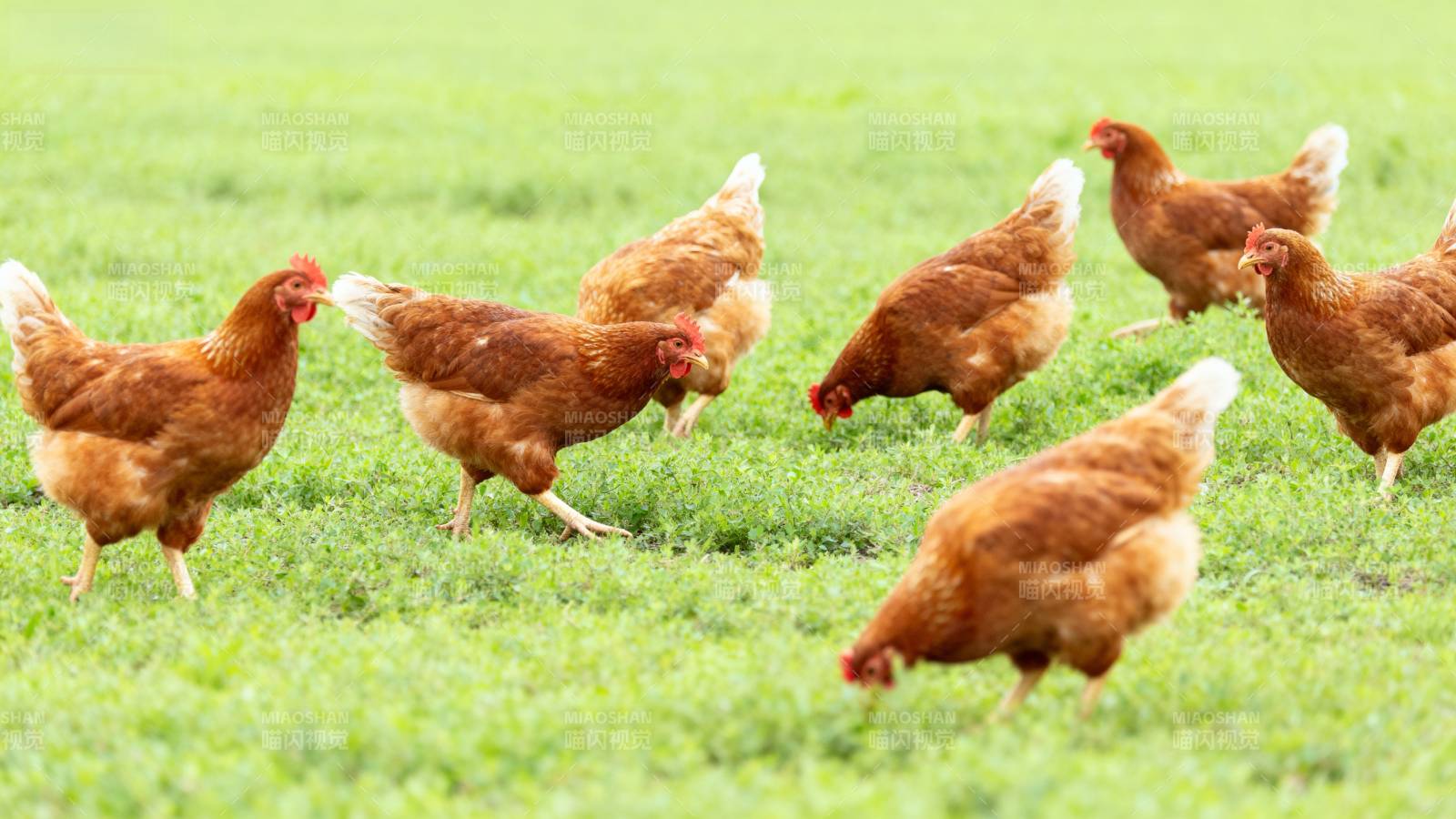 鸡群在草地上觅食图片