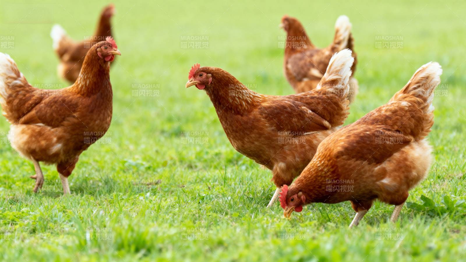 鸡群在草地上觅食图片