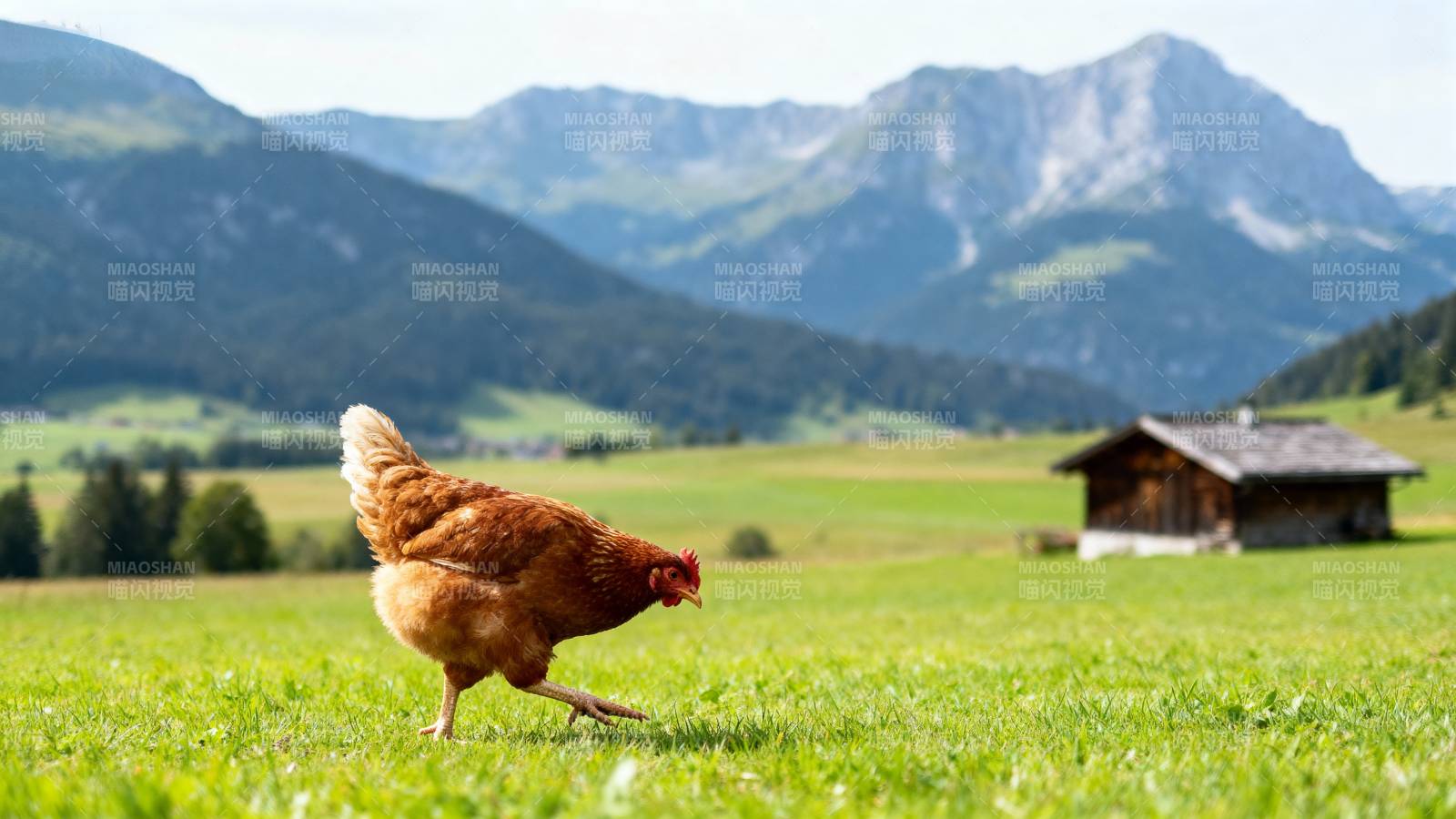 山间草鸡悠然觅食图片