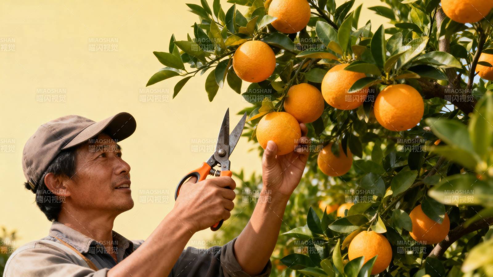 采摘橙子的农夫图片