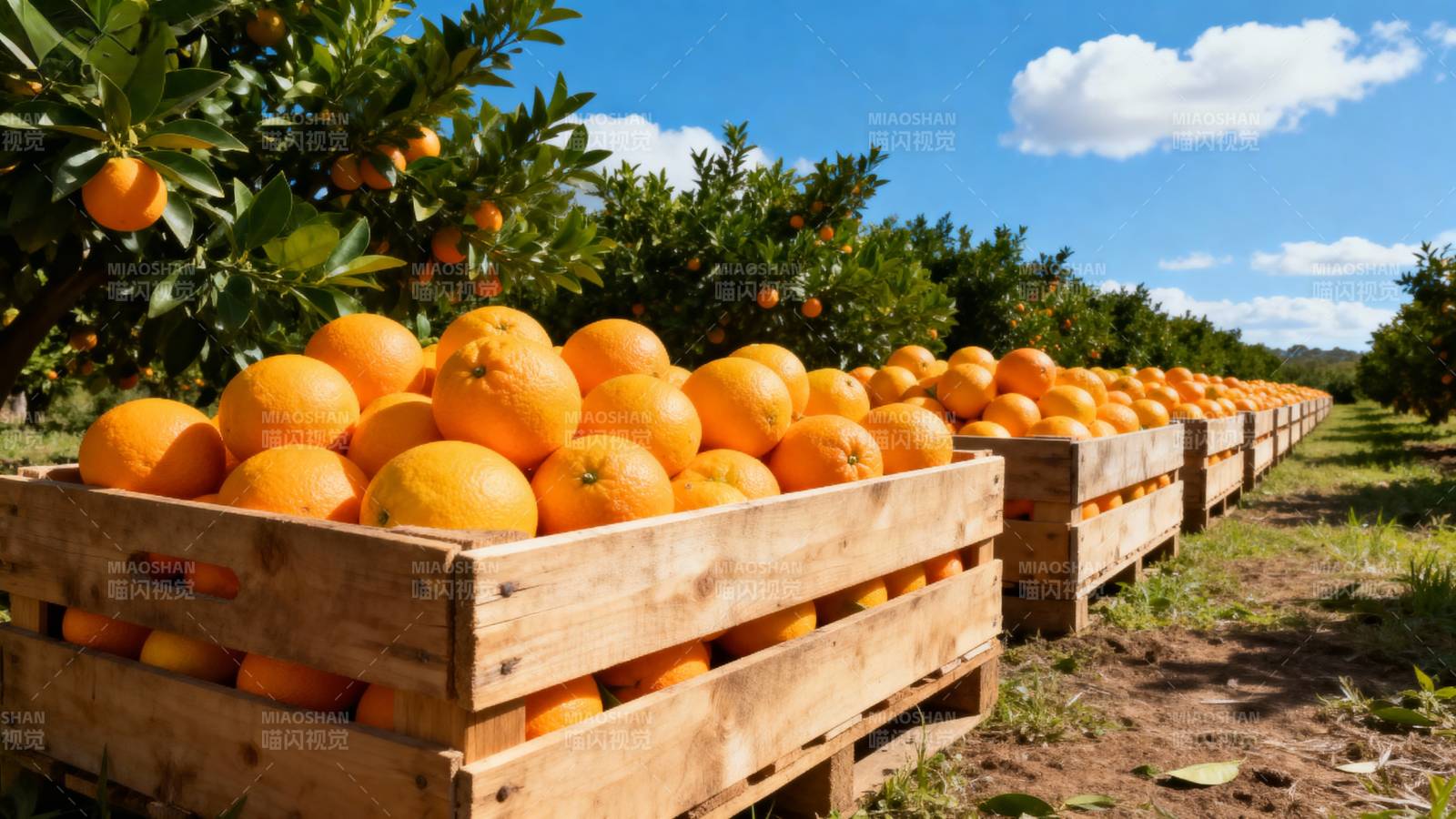 橙园丰收景象图片