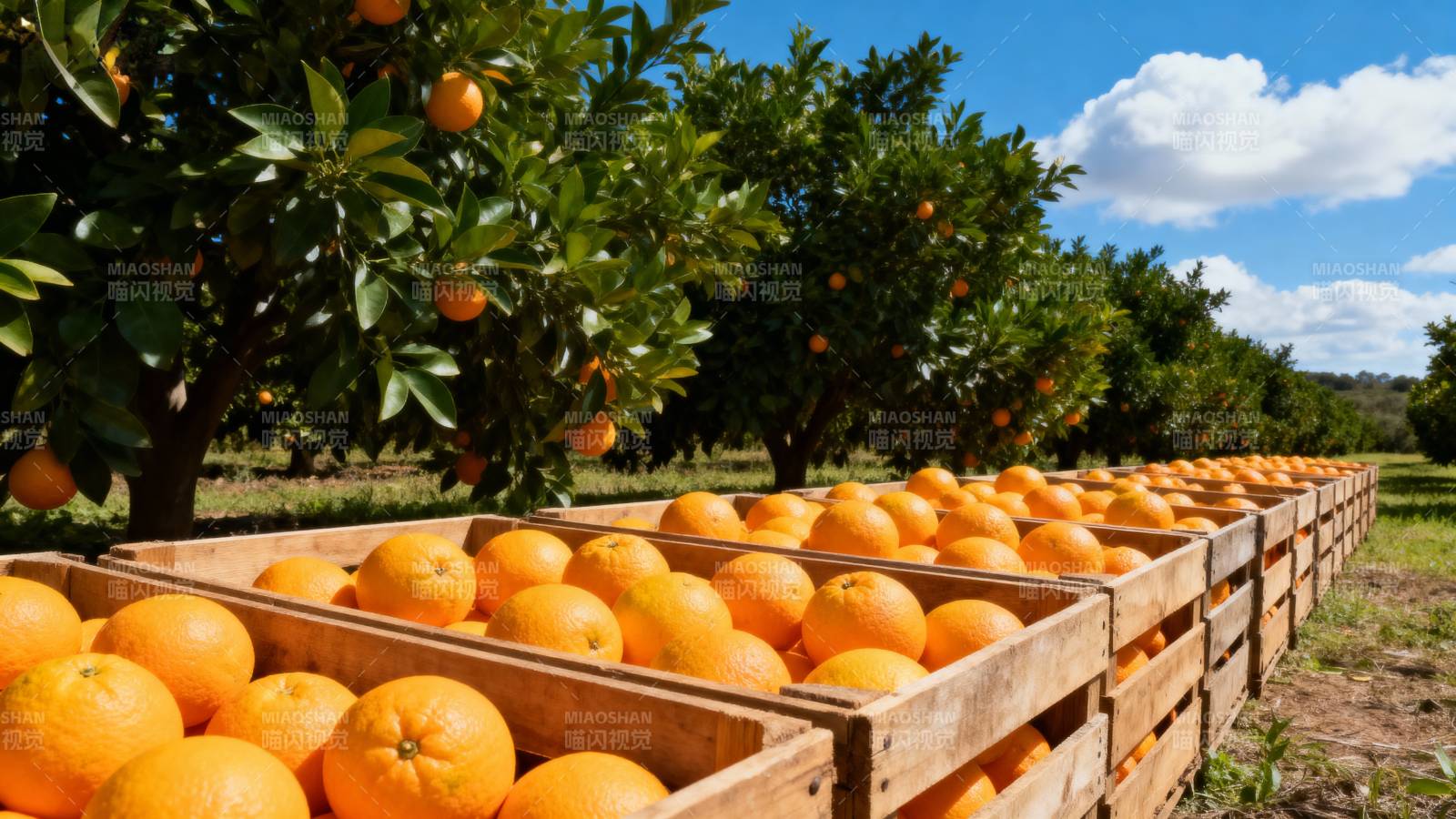 橙园丰收景象图片