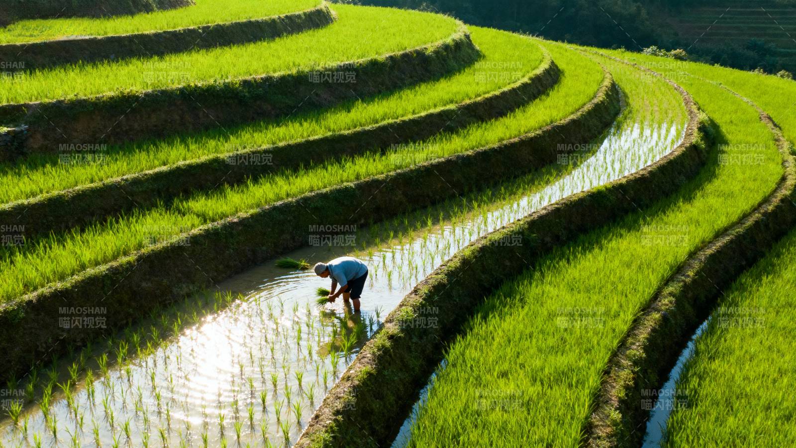 梯田农耕图图片