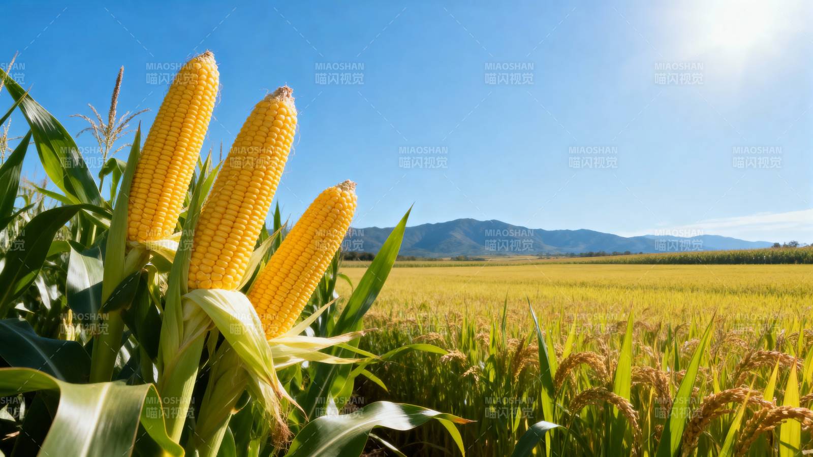 金秋玉米丰收景图片