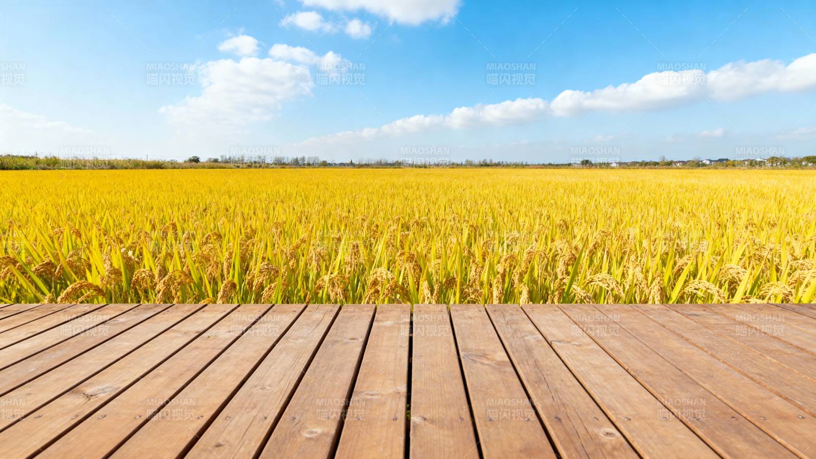 金田木栈道图片