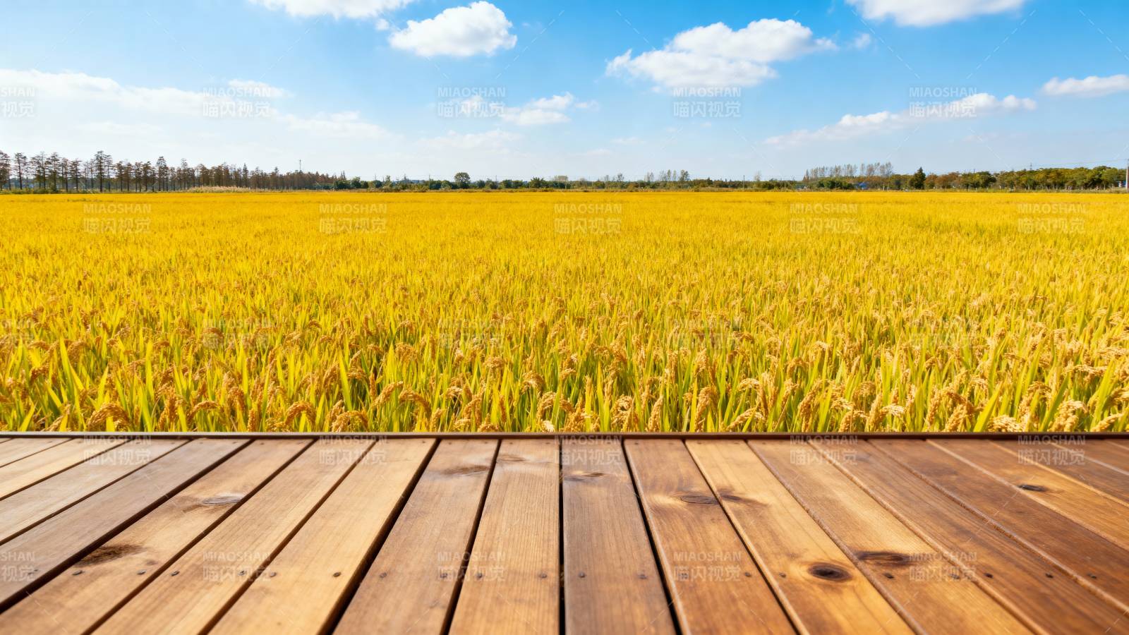 金田木栈道图片