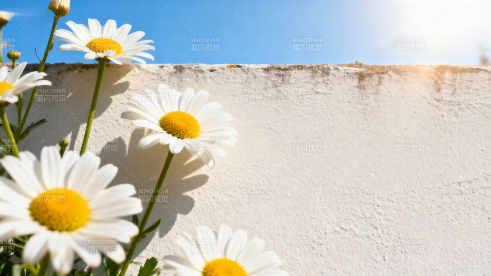 雏菊映墙 阳光明媚图片
