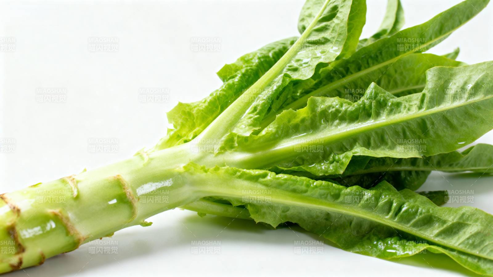 新鲜莴苣特写图片