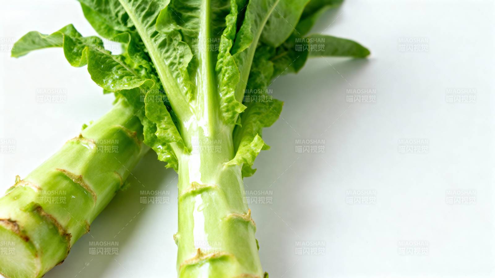 新鲜莴苣特写图片