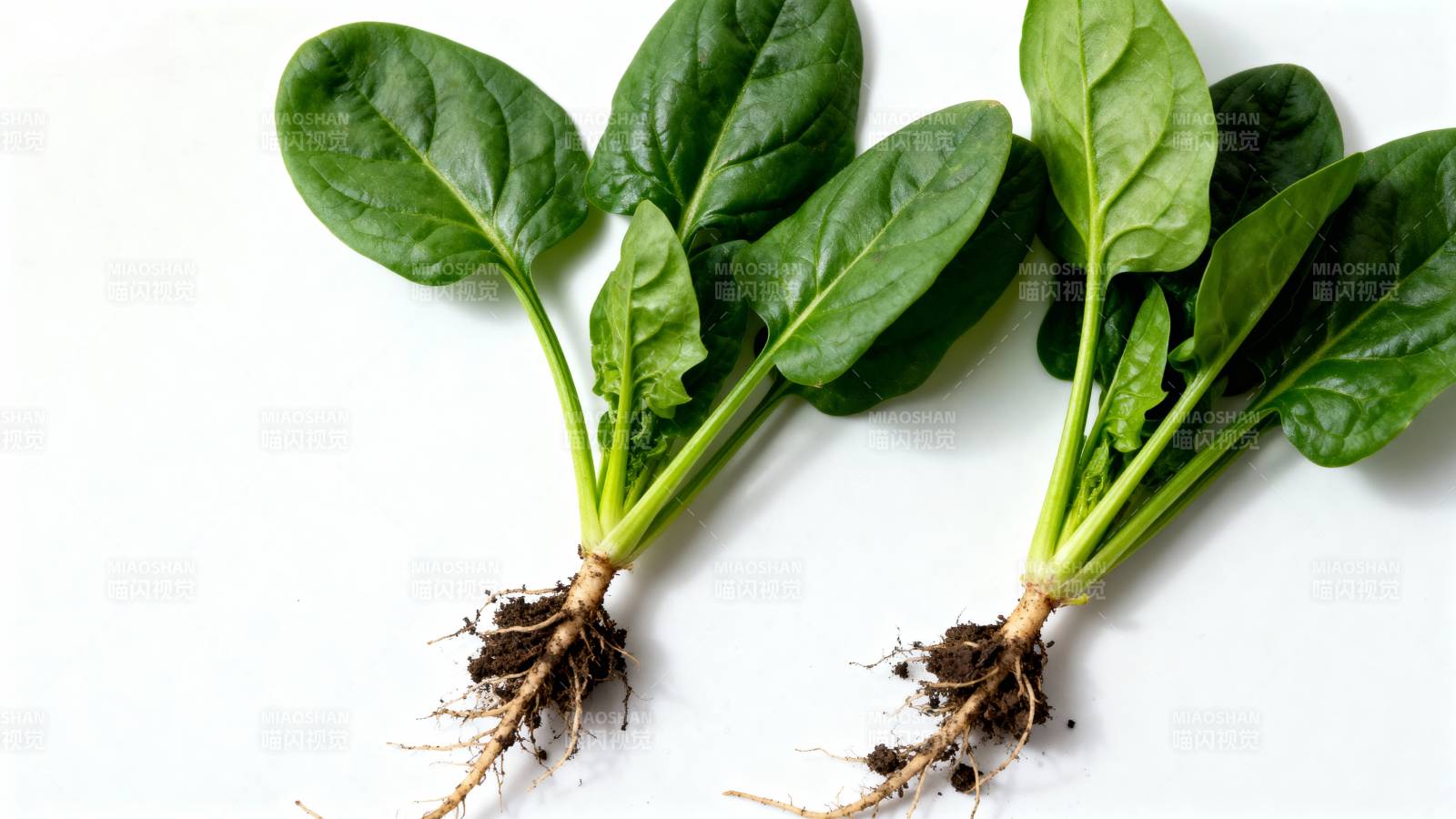 新鲜菠菜根茎图片