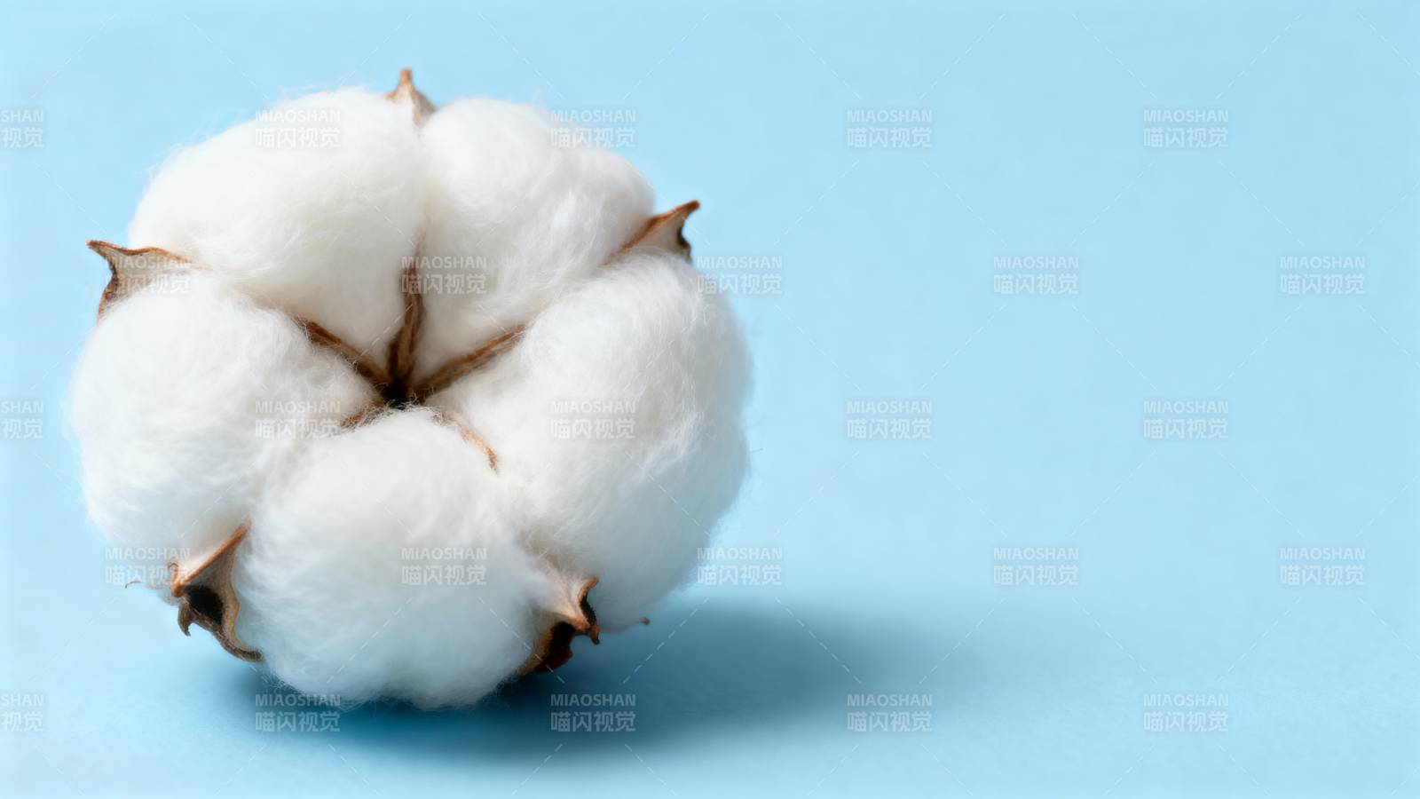 洁白棉花绽放图片