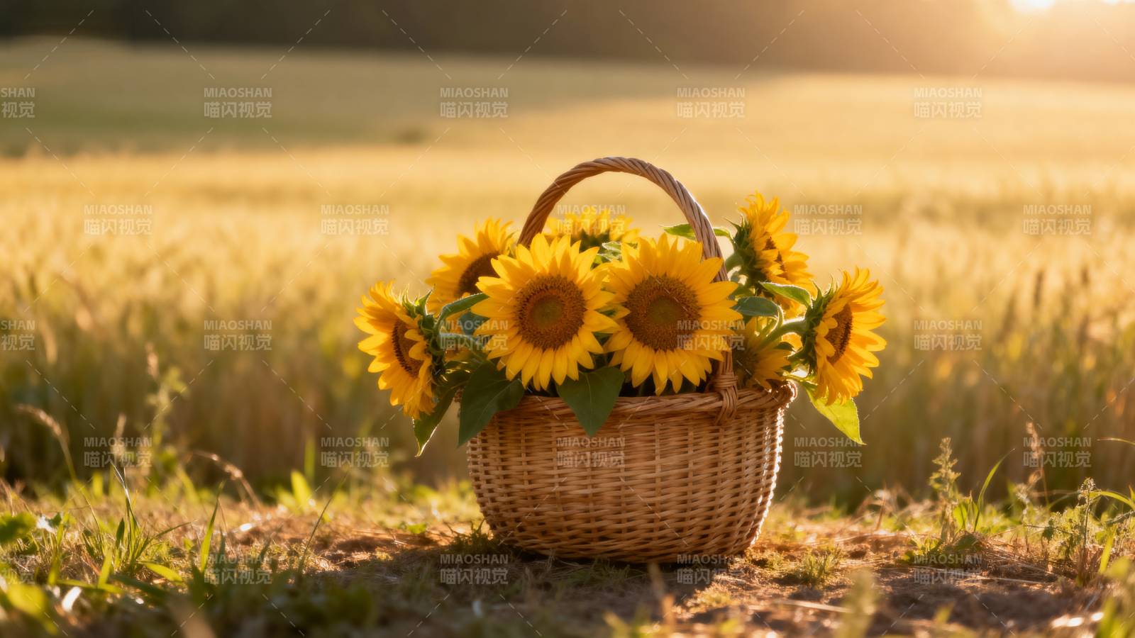 向日葵篮子图片