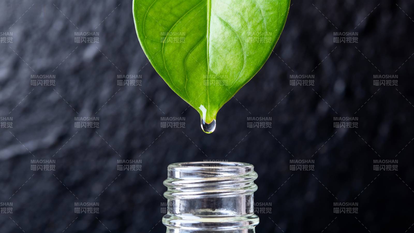 绿叶滴水入瓶图片