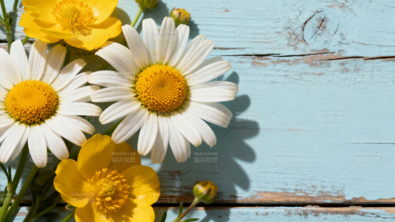 雏菊与黄花绽放图片