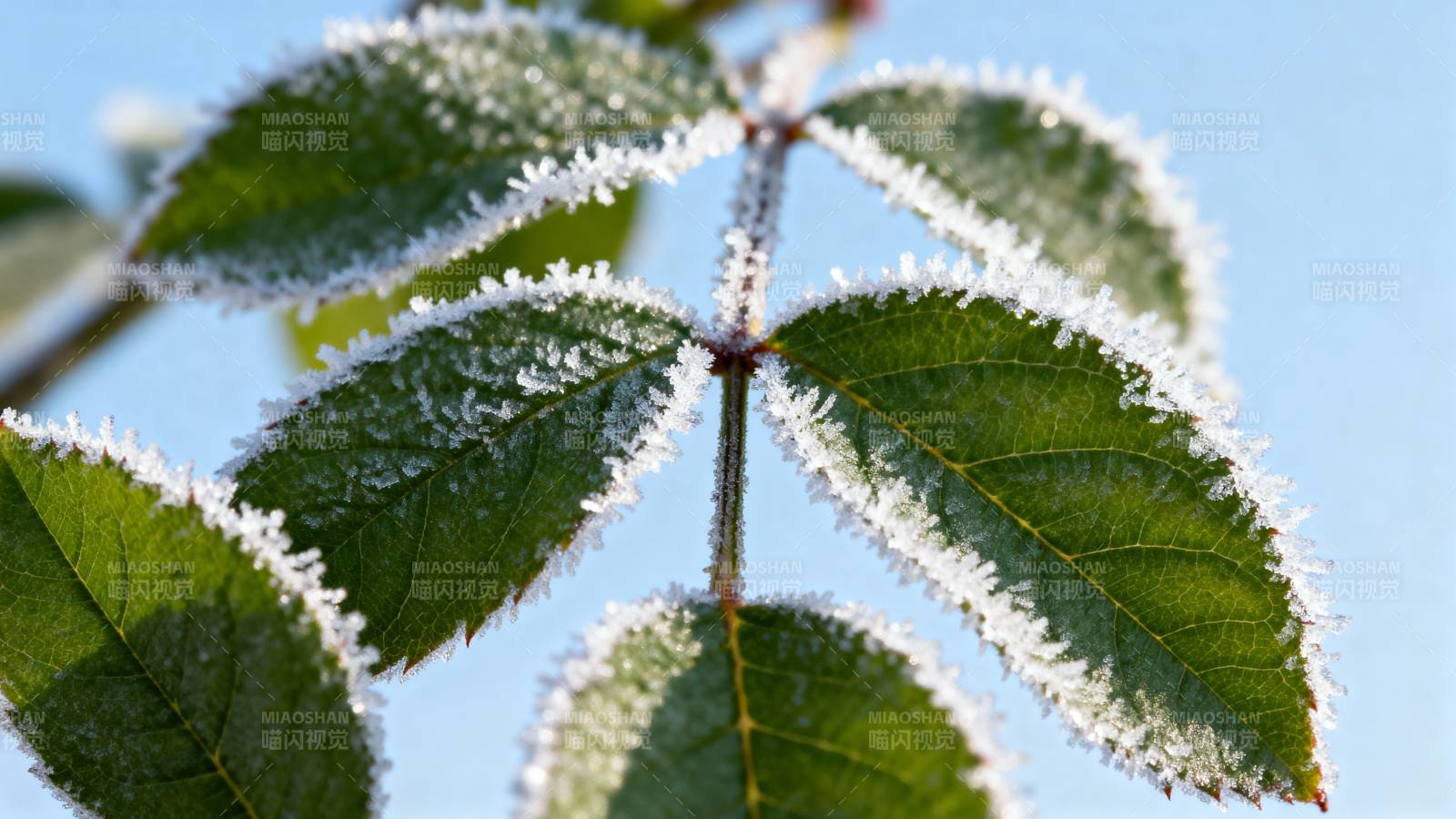 霜覆绿叶图片