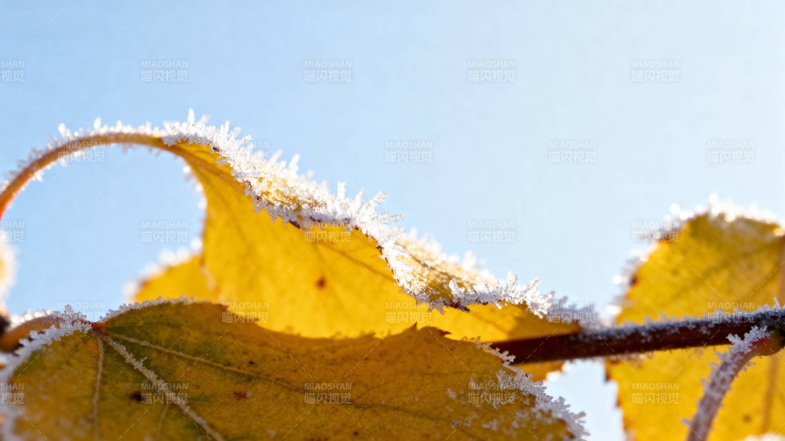 霜叶映蓝天图片