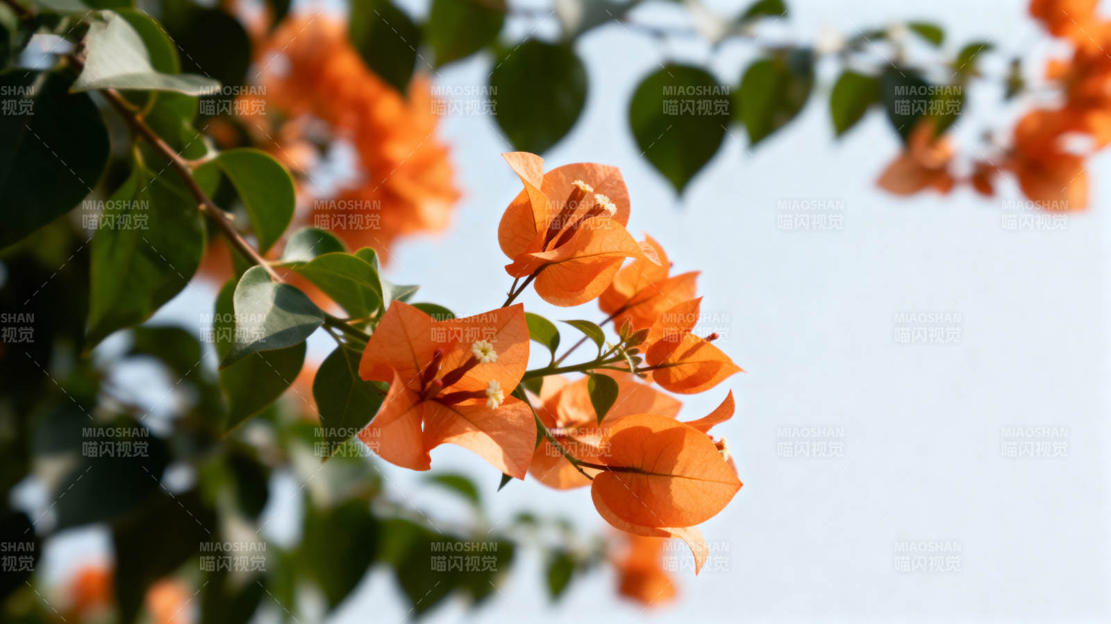 橙色三角梅绽放图片