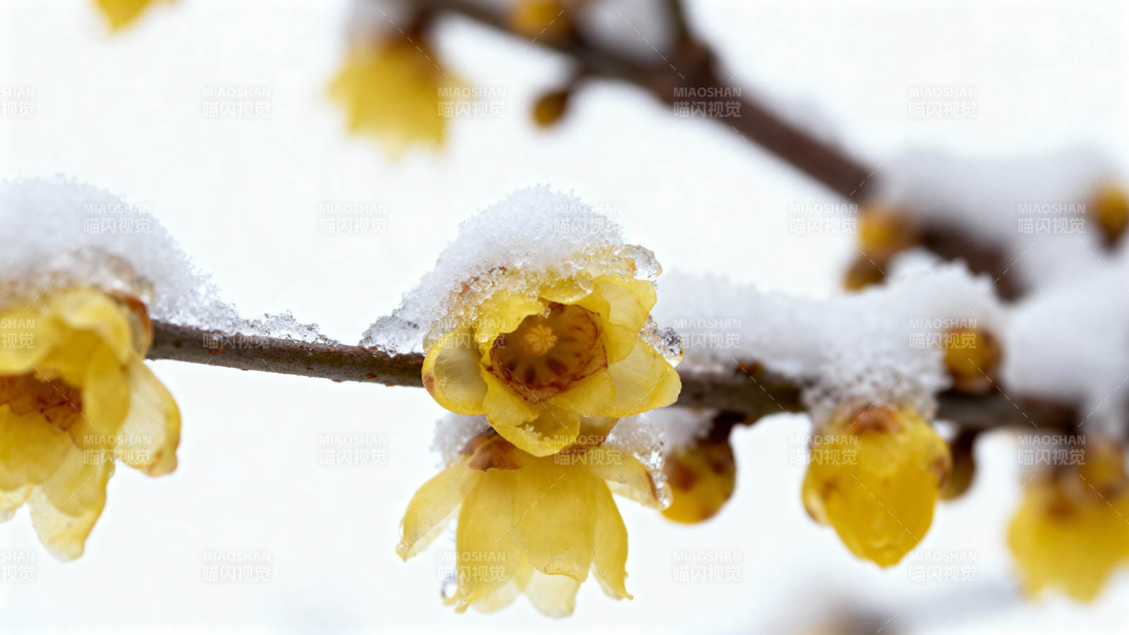 雪中绽放的蜡梅图片