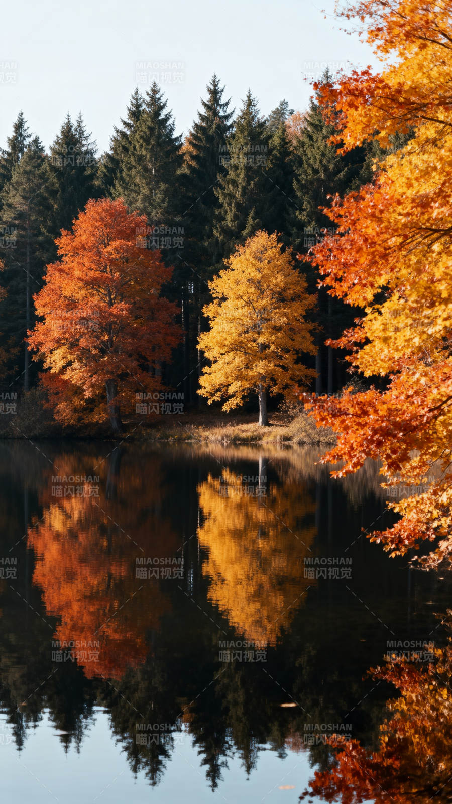 秋湖映彩林图片